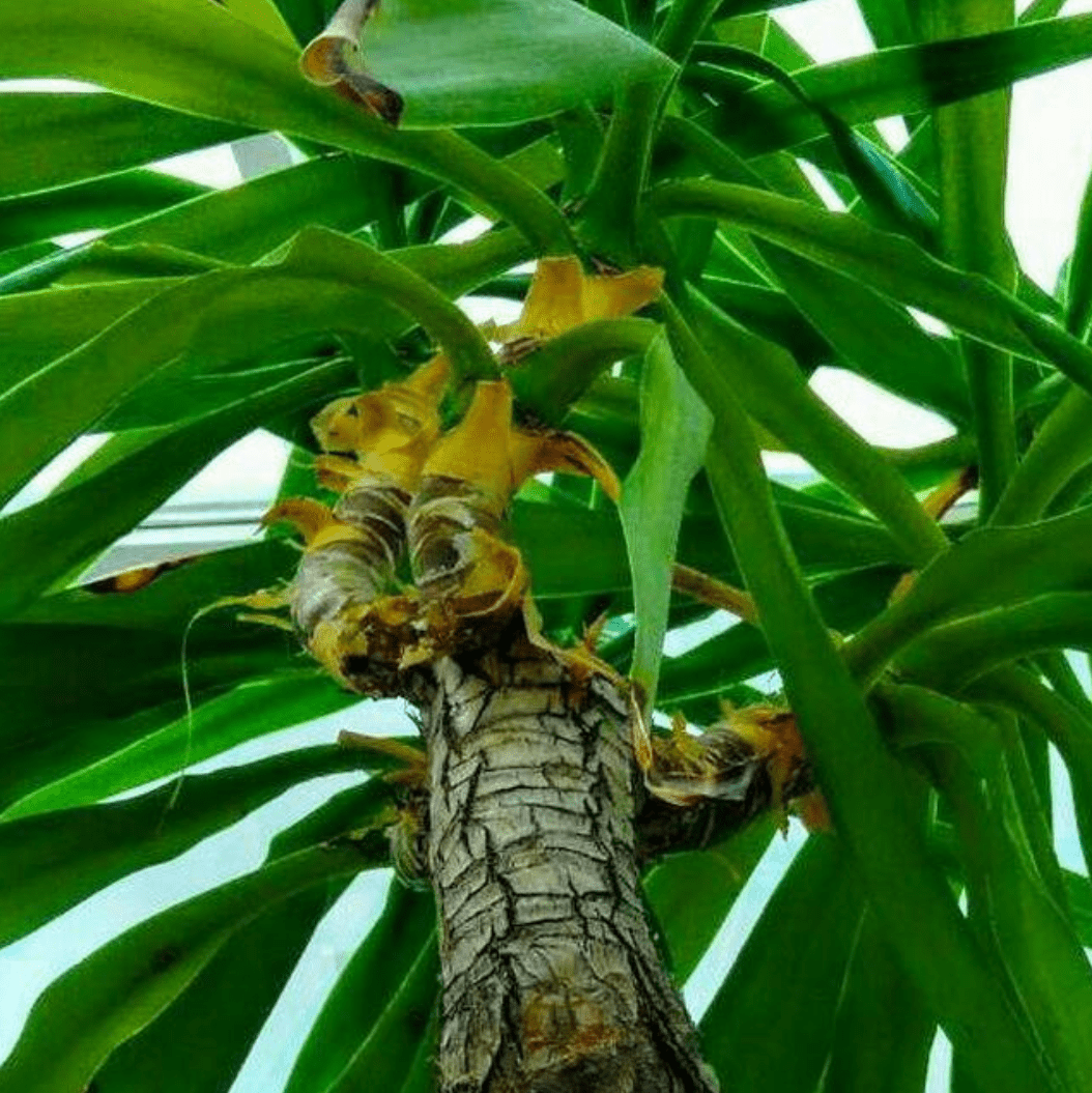 Clemens Schlipfinger